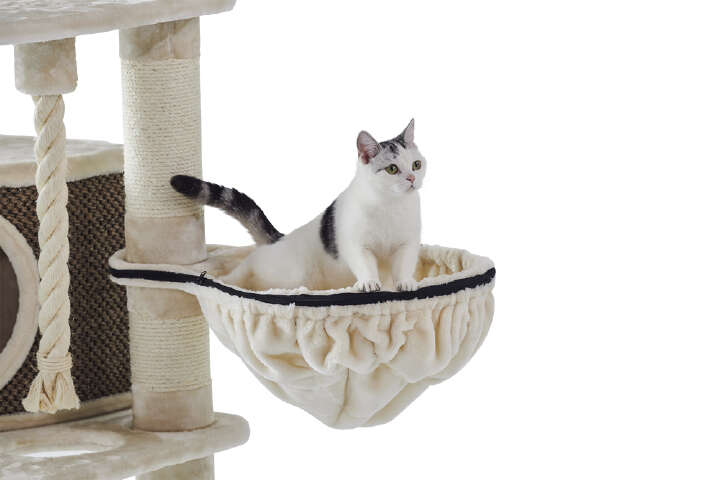 Nobby Kratzbaum Elif